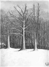 Winter Trees